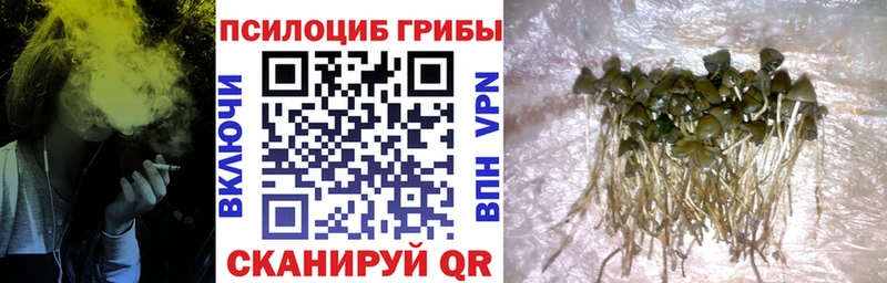 Галлюциногенные грибы GOLDEN TEACHER  купить  сайты  Данилов 